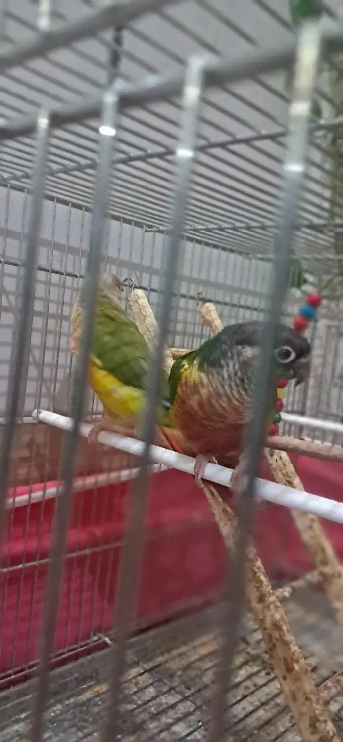 گیرنجیک عروس هلندی|پرنده|خمینی‌شهر, |دیوار