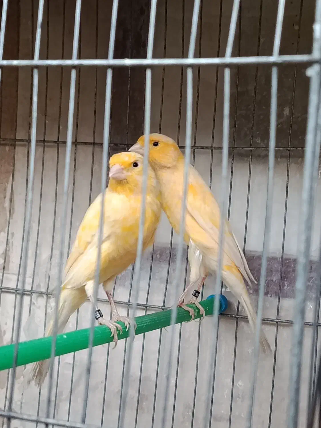 قناری نر بخون|پرنده|گلپایگان, |دیوار