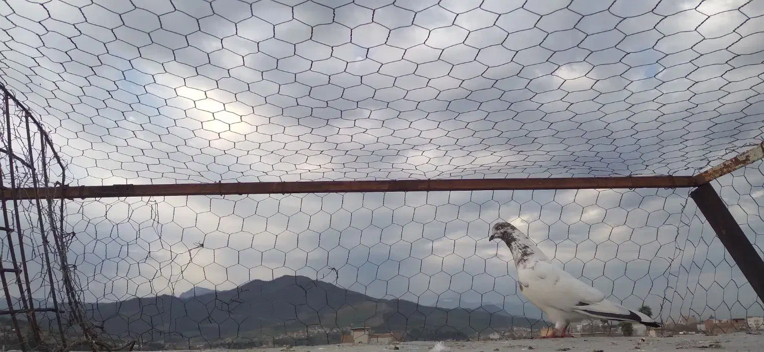 کبوتر تکپر|پرنده|مینودشت, |دیوار