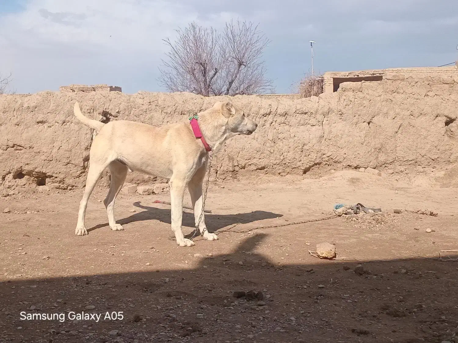 سگ افغانی|سگ|چناران, |دیوار