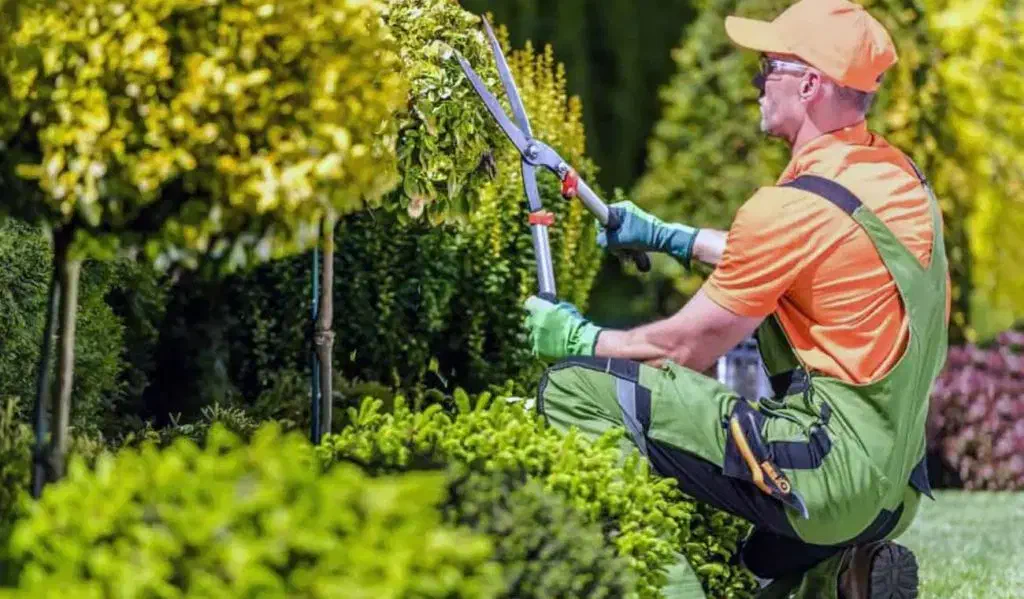 باغبانی|خدمات باغبانی و درختکاری|دوگنبدان, |دیوار