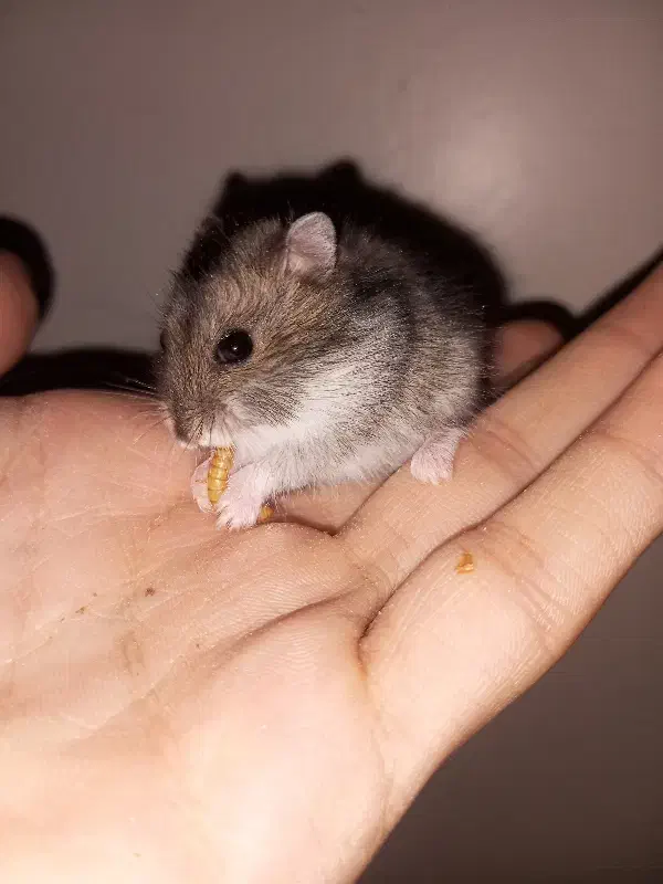 بچه همستر کمپل|موش و خرگوش|تهران, هفده شهریور|دیوار