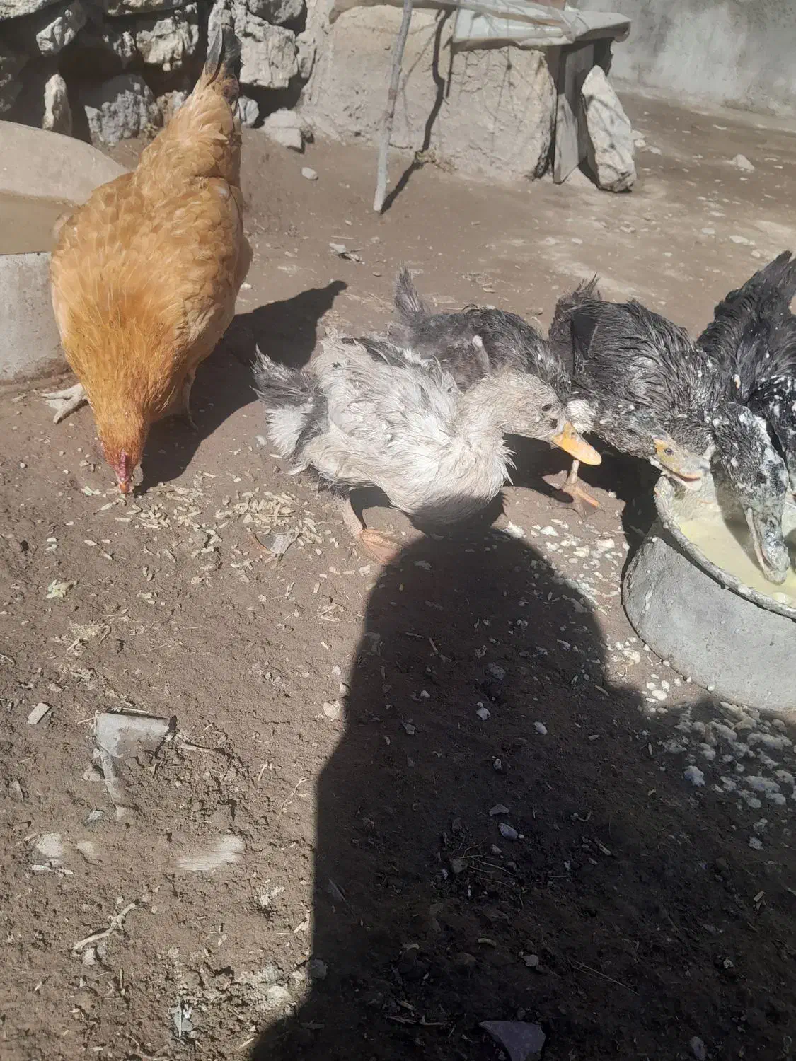 دو عدد اردک بفروش میرسد|حیوانات مزرعه|دشتک, |دیوار