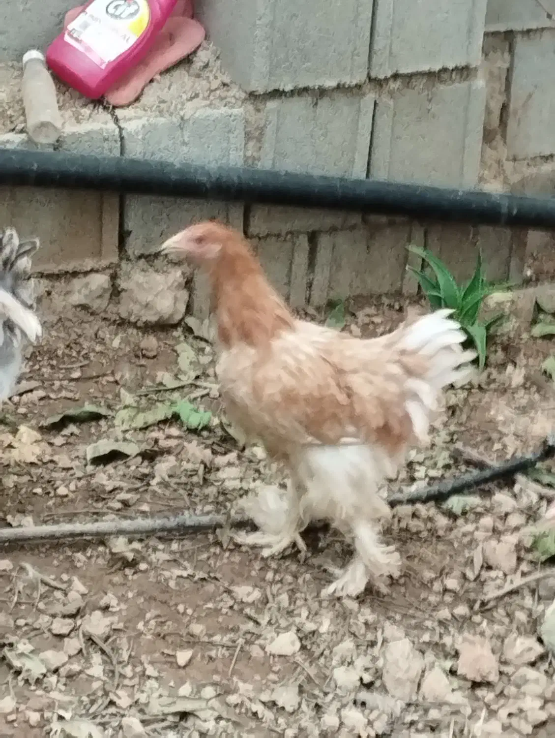 فروش مرغ  برهما،محلی ،گلین ،برهما|حیوانات مزرعه|صدرا-فارس, فاز ۱|دیوار