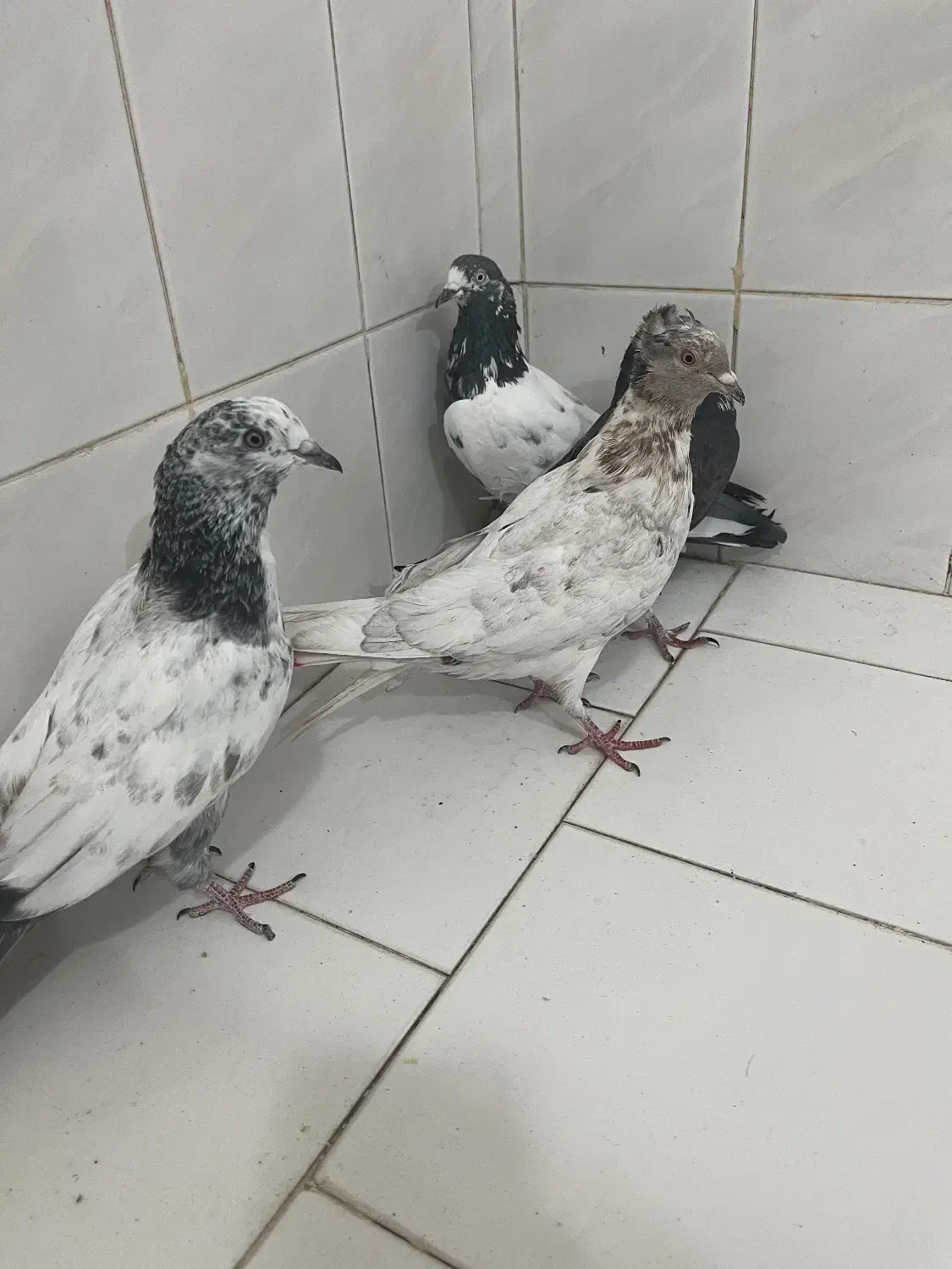گرفتنی|پرنده|کاشان, لتحر|دیوار