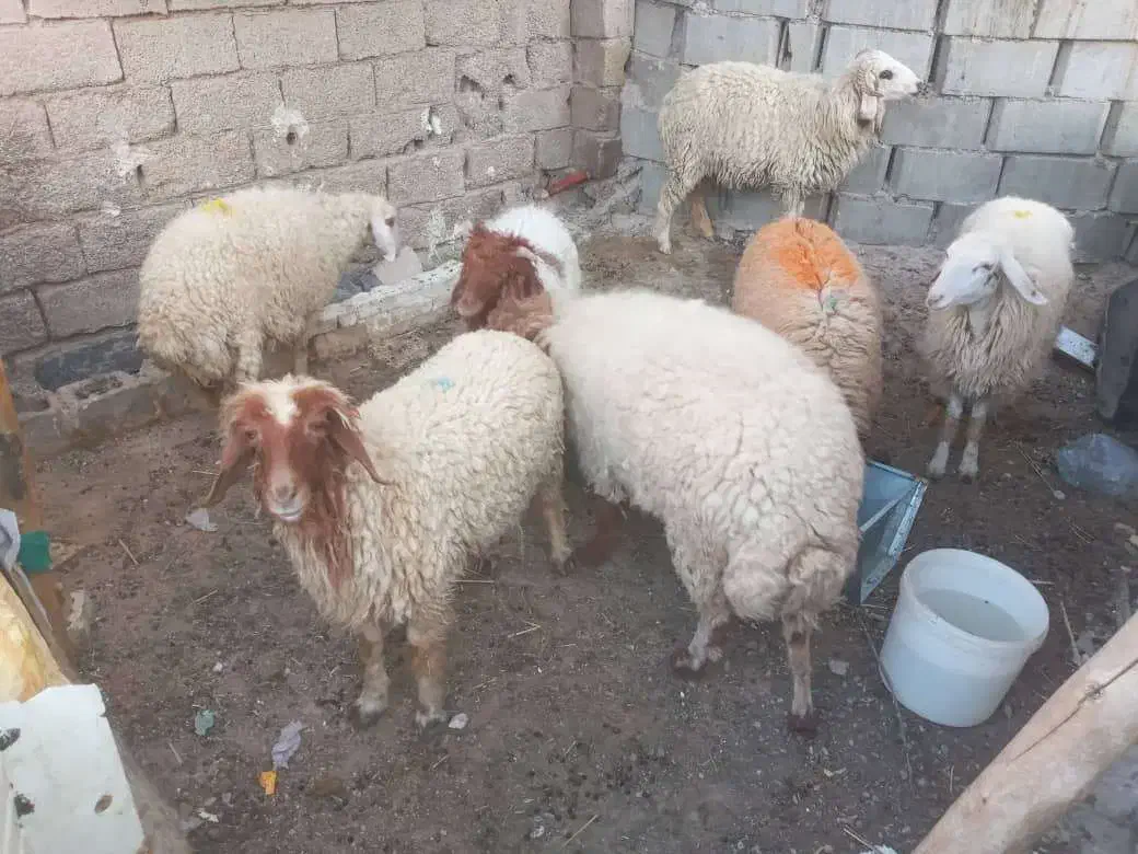 باسلام خدمته شماه گوسفند|حیوانات مزرعه|اهواز, گلدشت|دیوار
