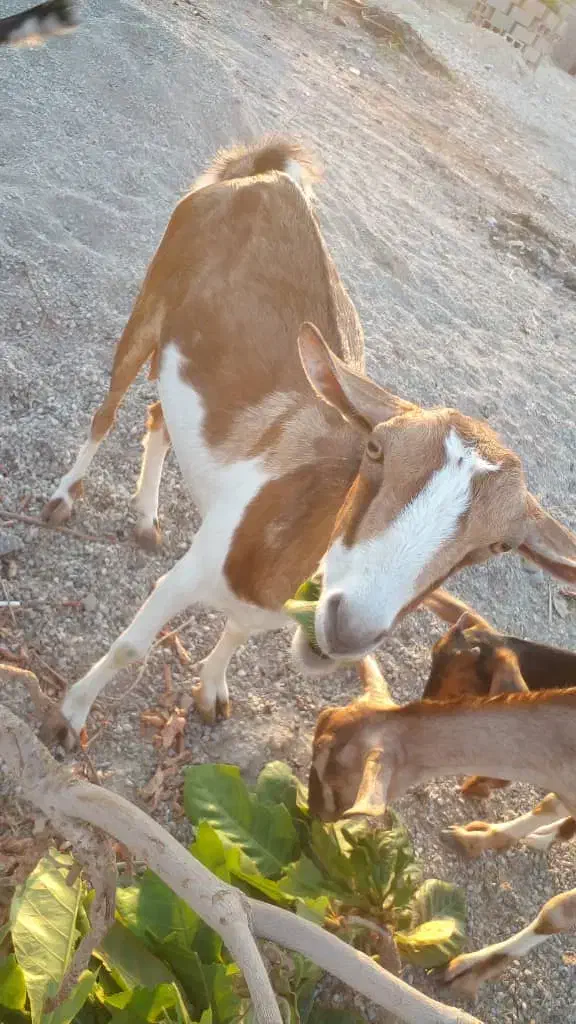 بز و کهره|حیوانات مزرعه|بندرعباس, |دیوار