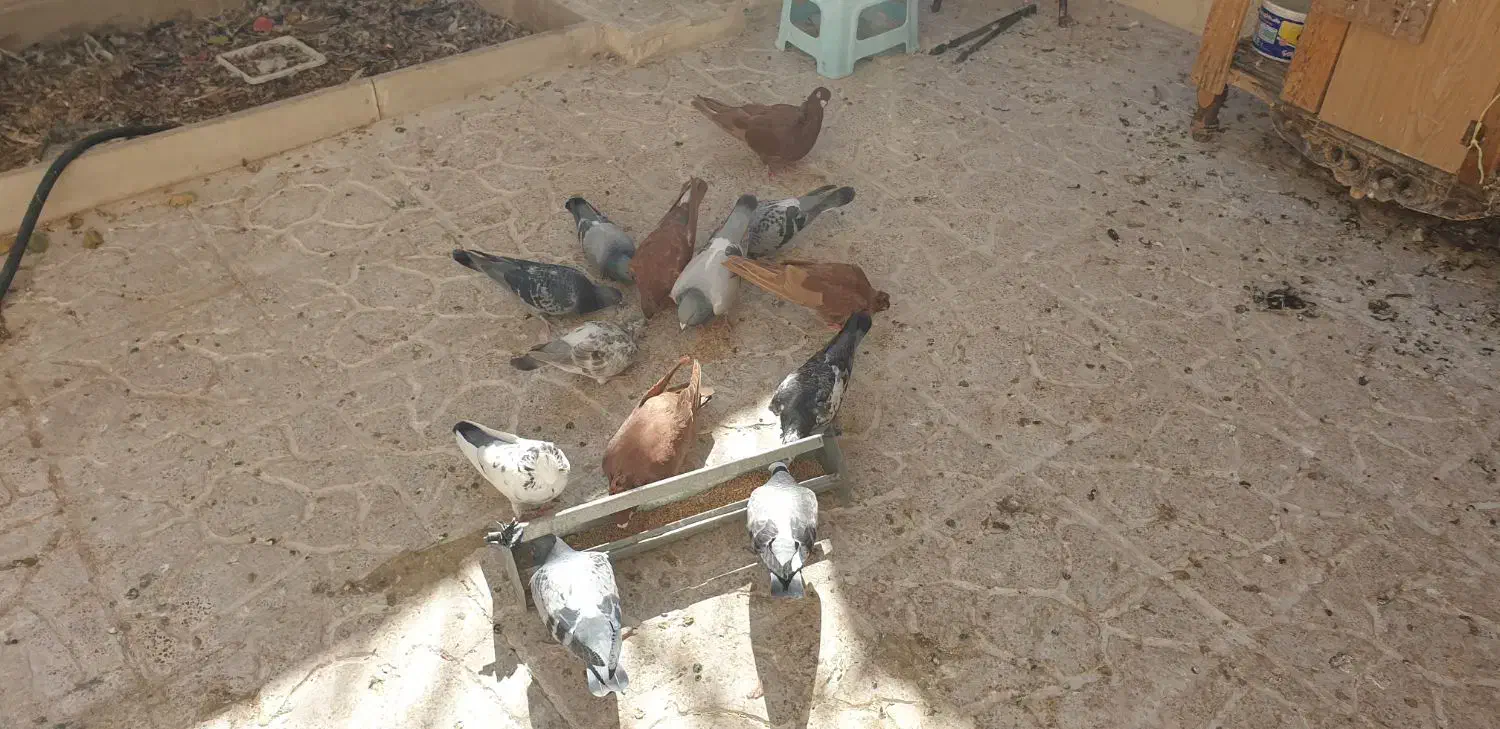 ۸ عدد پلاکی|پرنده|اصفهان, مهدی آباد|دیوار