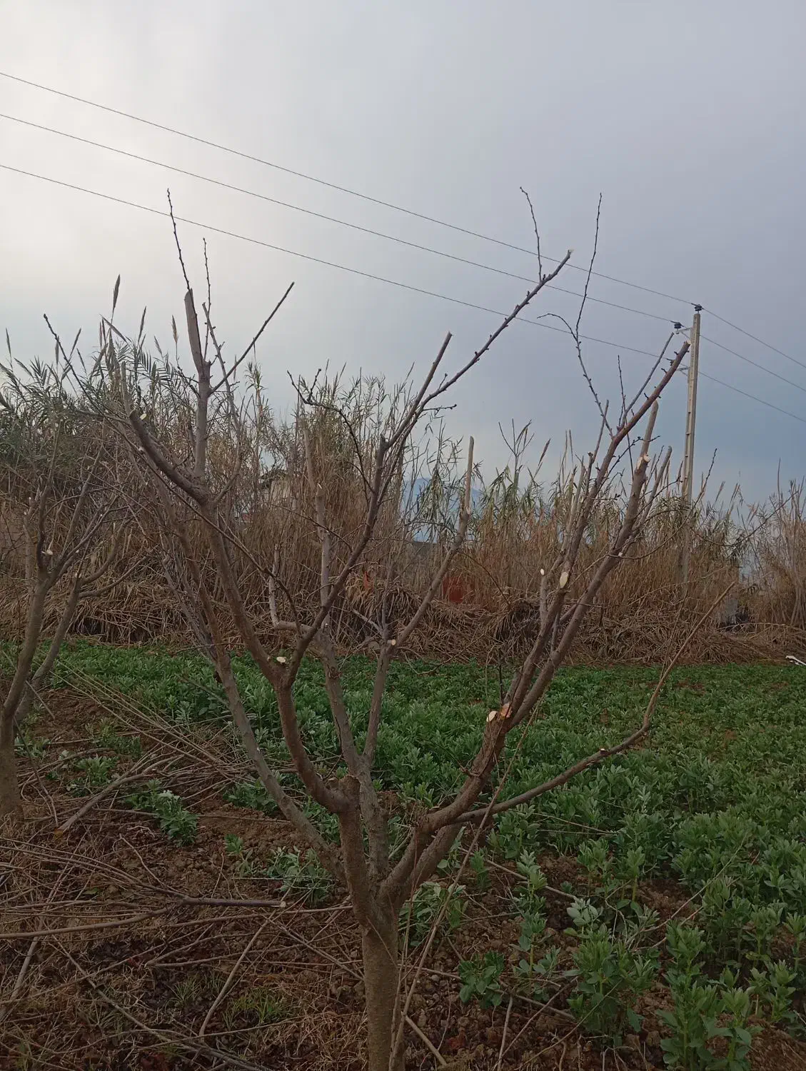 هرس و اصلاح باغ|خدمات باغبانی و درختکاری|خان ببین, |دیوار