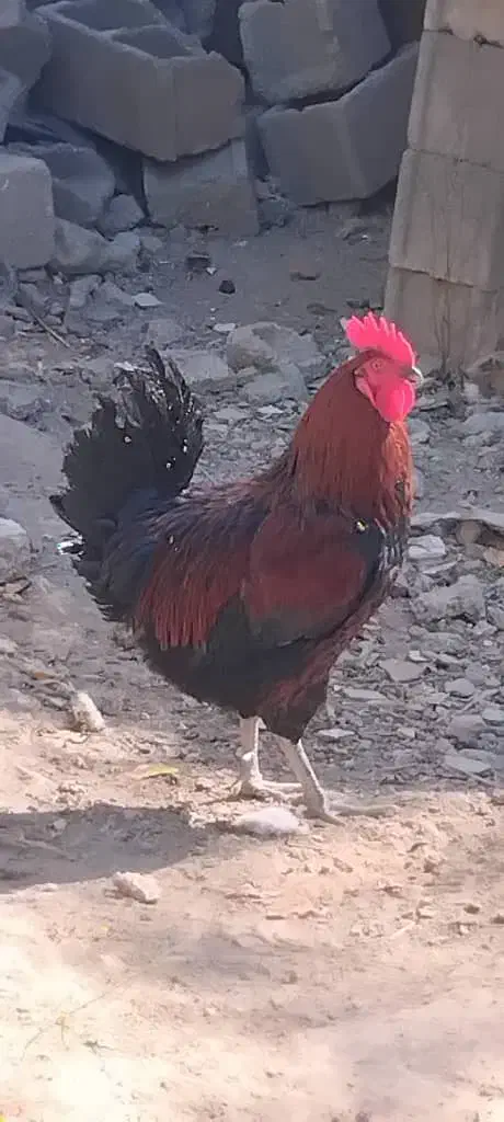 خروس مرغ کرچ شو جوان|حیوانات مزرعه|کوهسار (البرز), |دیوار