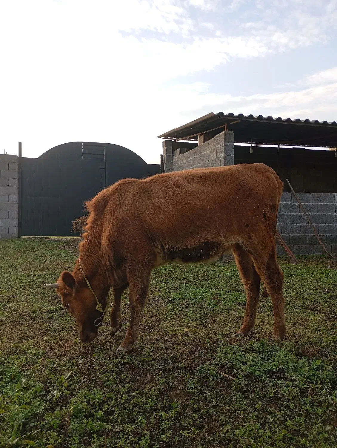 لیشه دستور پابلند یک ماه تخم خورده|حیوانات مزرعه|فومن, |دیوار