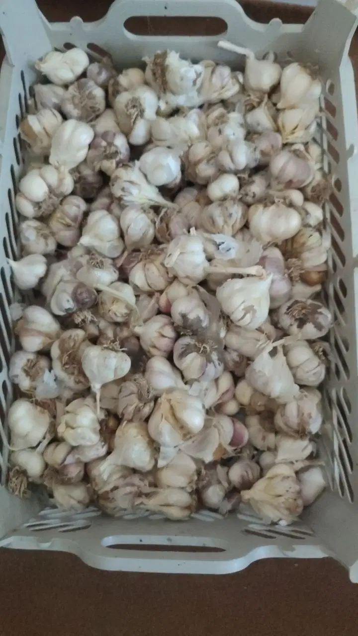 سیر ...|خوردنی و آشامیدنی|اردکان, |دیوار