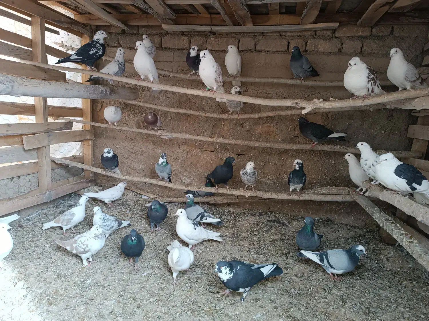 کبوتر پرشتی|پرنده|خزل, |دیوار