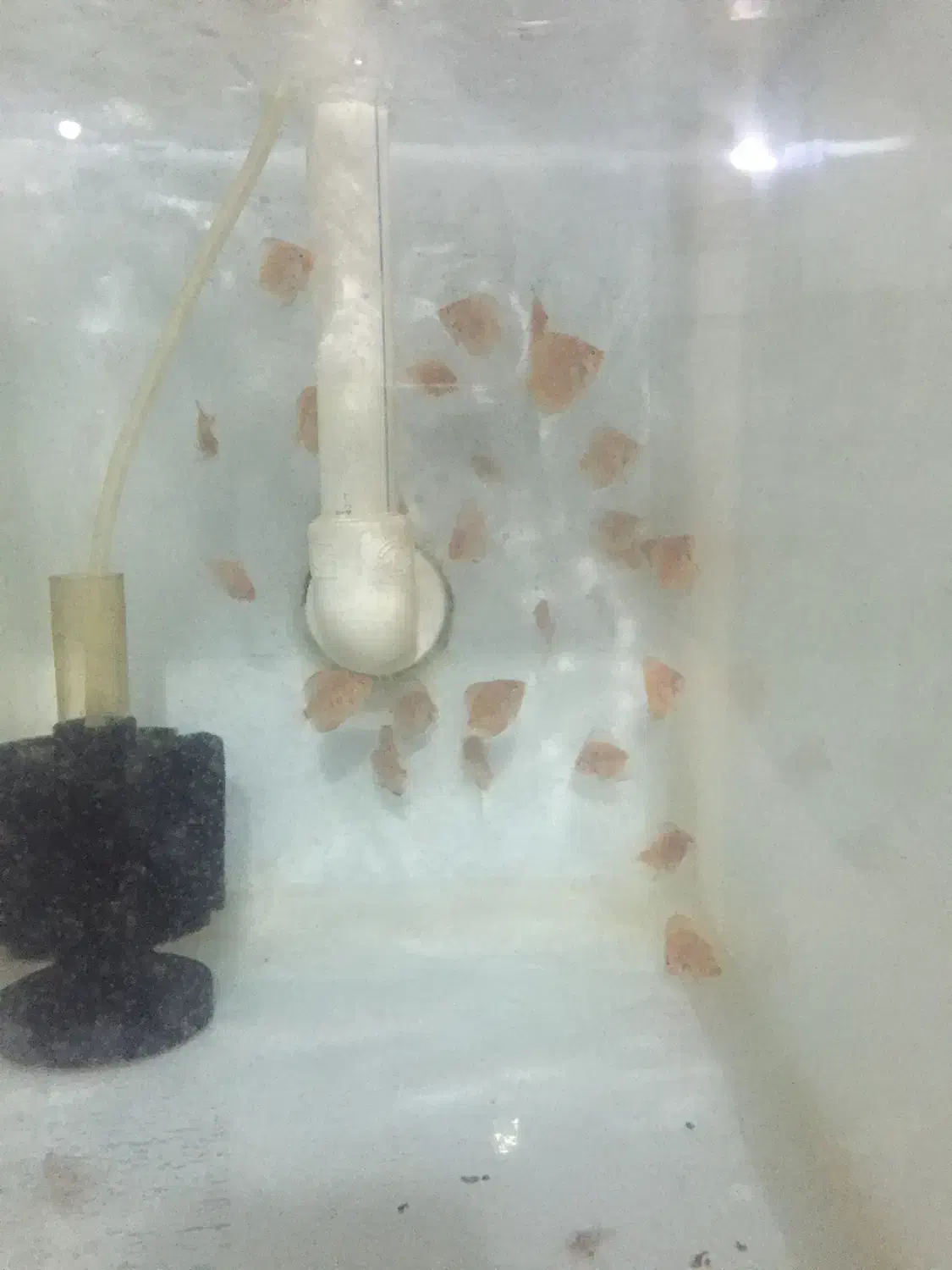 جوجه دیسکس|ماهی|رشت, حمیدیان|دیوار