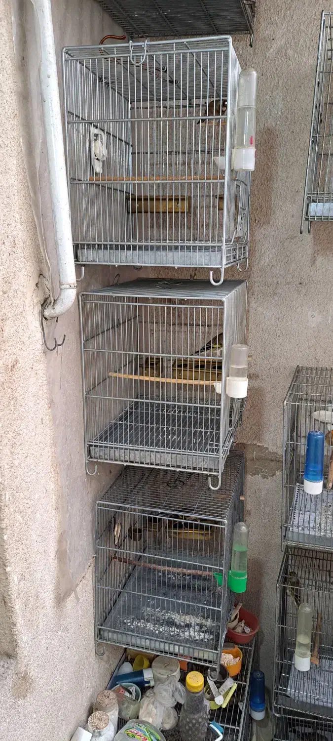 سهره قناری دهن سهره|پرنده|ری, سیزده آبان|دیوار