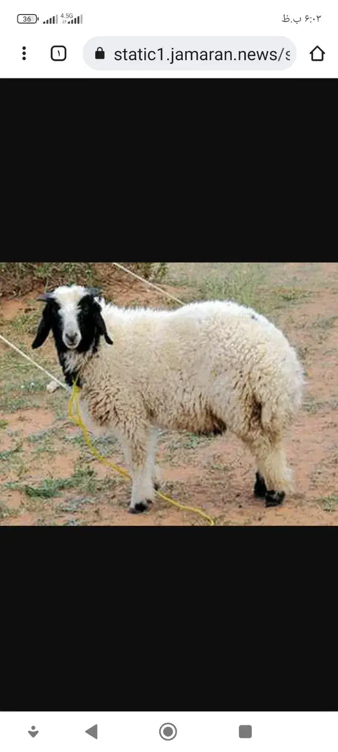 یه بره چاق بفروش میرسد|حیوانات مزرعه|فراشبند, |دیوار