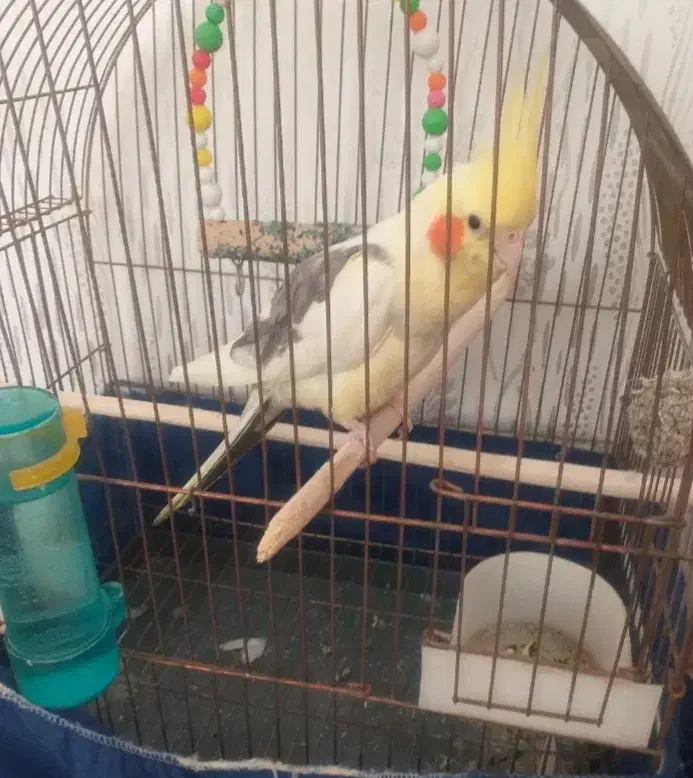 عروس هلندی گمشده|حیوانات|تبریز, |دیوار