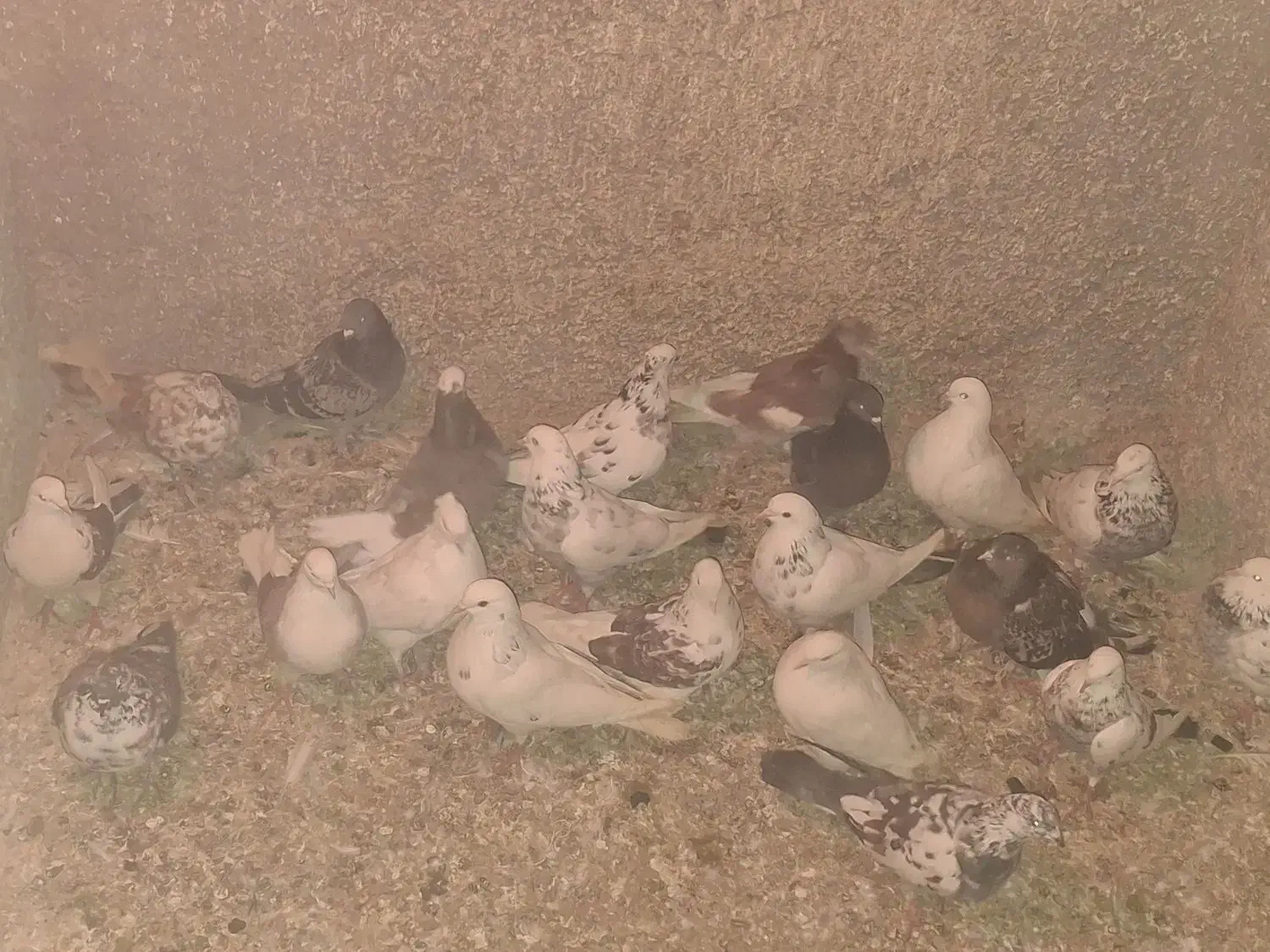 کبوتر شهرستانی|پرنده|قم, انصار‌الحسین|دیوار