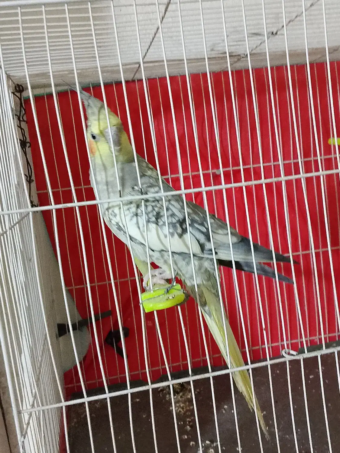 عروس هلندی|پرنده|مشهد, شهید قربانی|دیوار