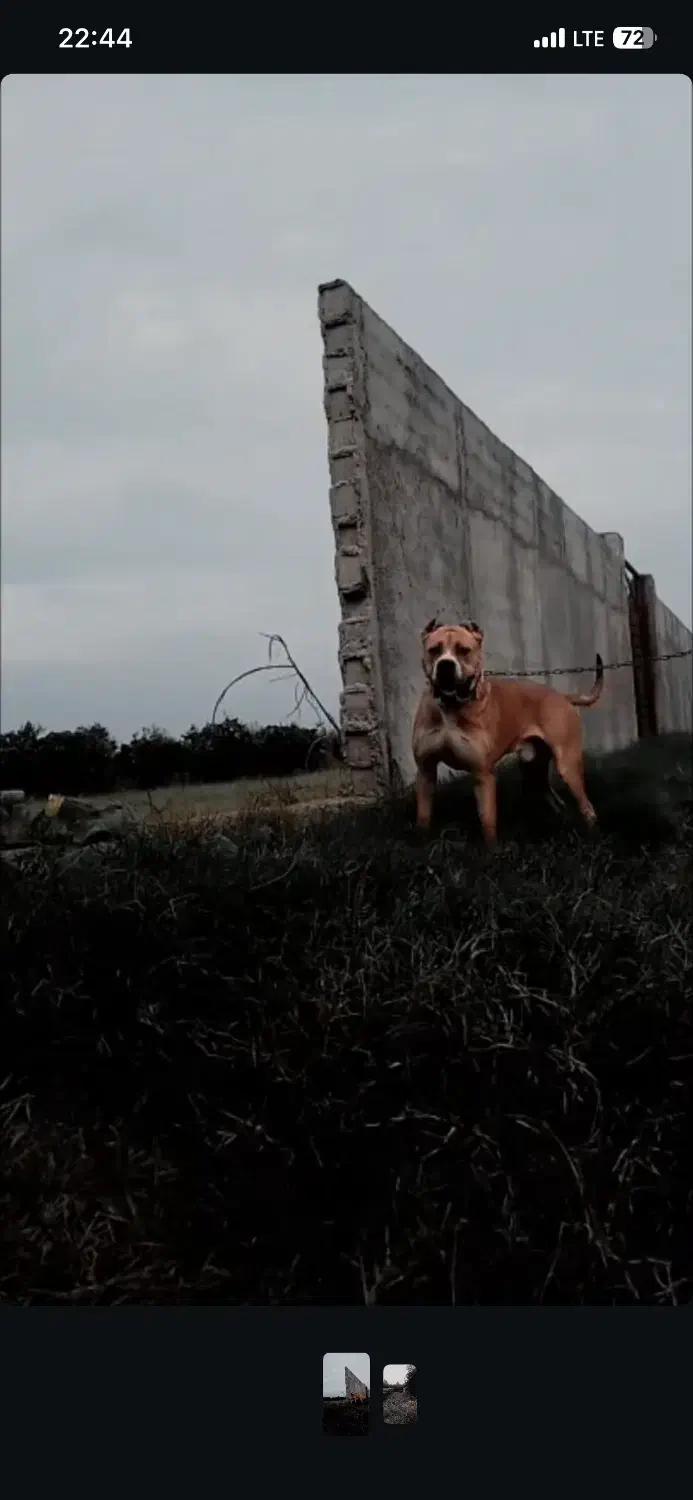 سگ نگهبان|سگ|قائمشهر, |دیوار