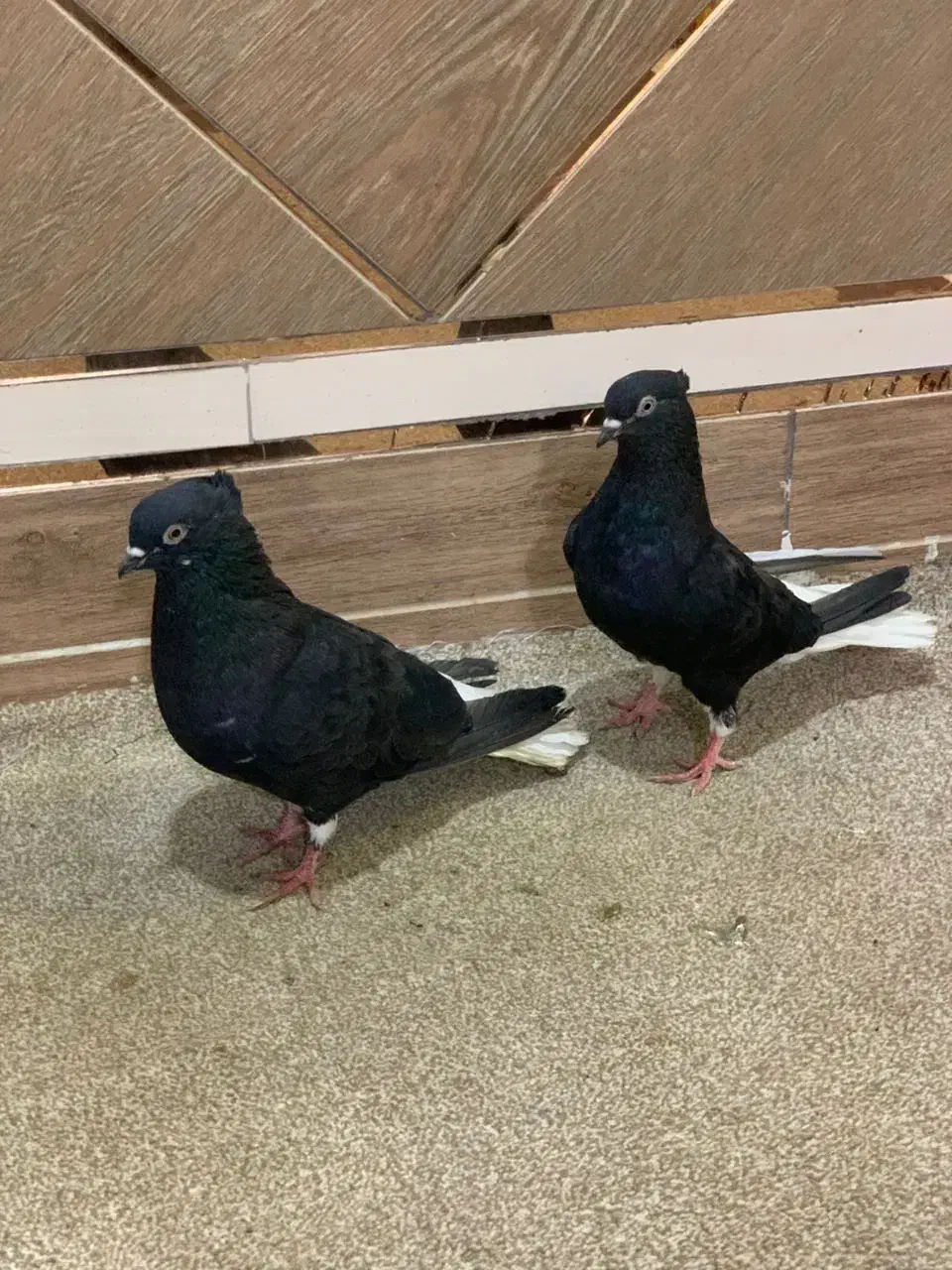 دم سفید در هویزه|پرنده|سوسنگرد, |دیوار