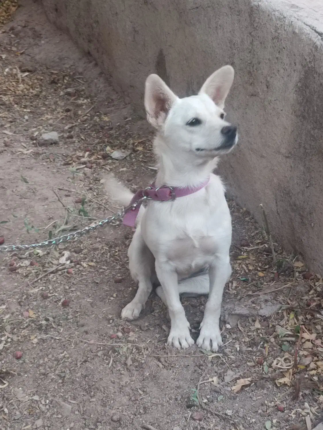 سگ پاکوتاه|سگ|کرمان, |دیوار