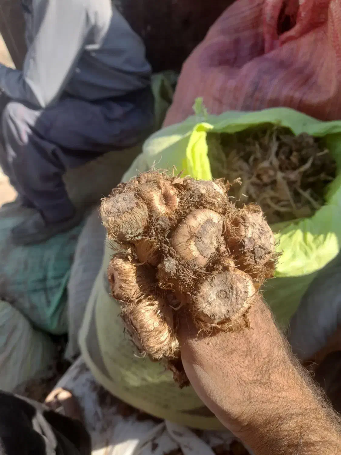 فروش پیاز زعفران به قیمت تعاونی|خوردنی و آشامیدنی|کاشان, امیرکبیر|دیوار