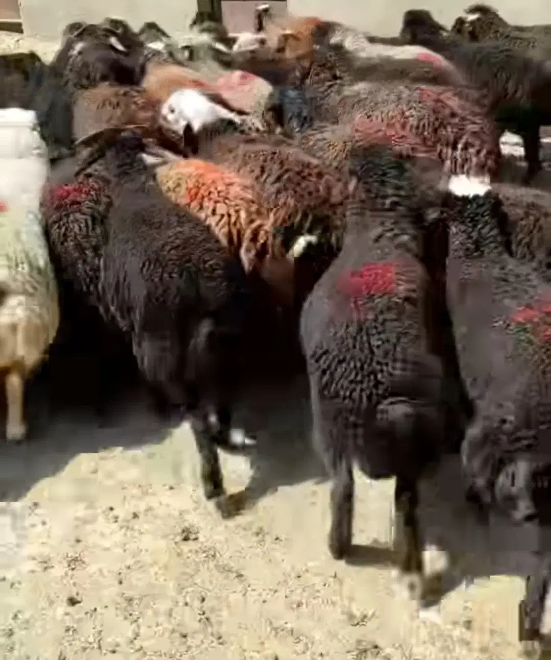 گوسفنده زنده|حیوانات مزرعه|سلفچگان, |دیوار