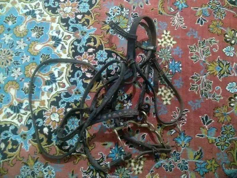 گردنی اسب|اسب و تجهیزات اسب‌سواری|گنبد کاووس, |دیوار