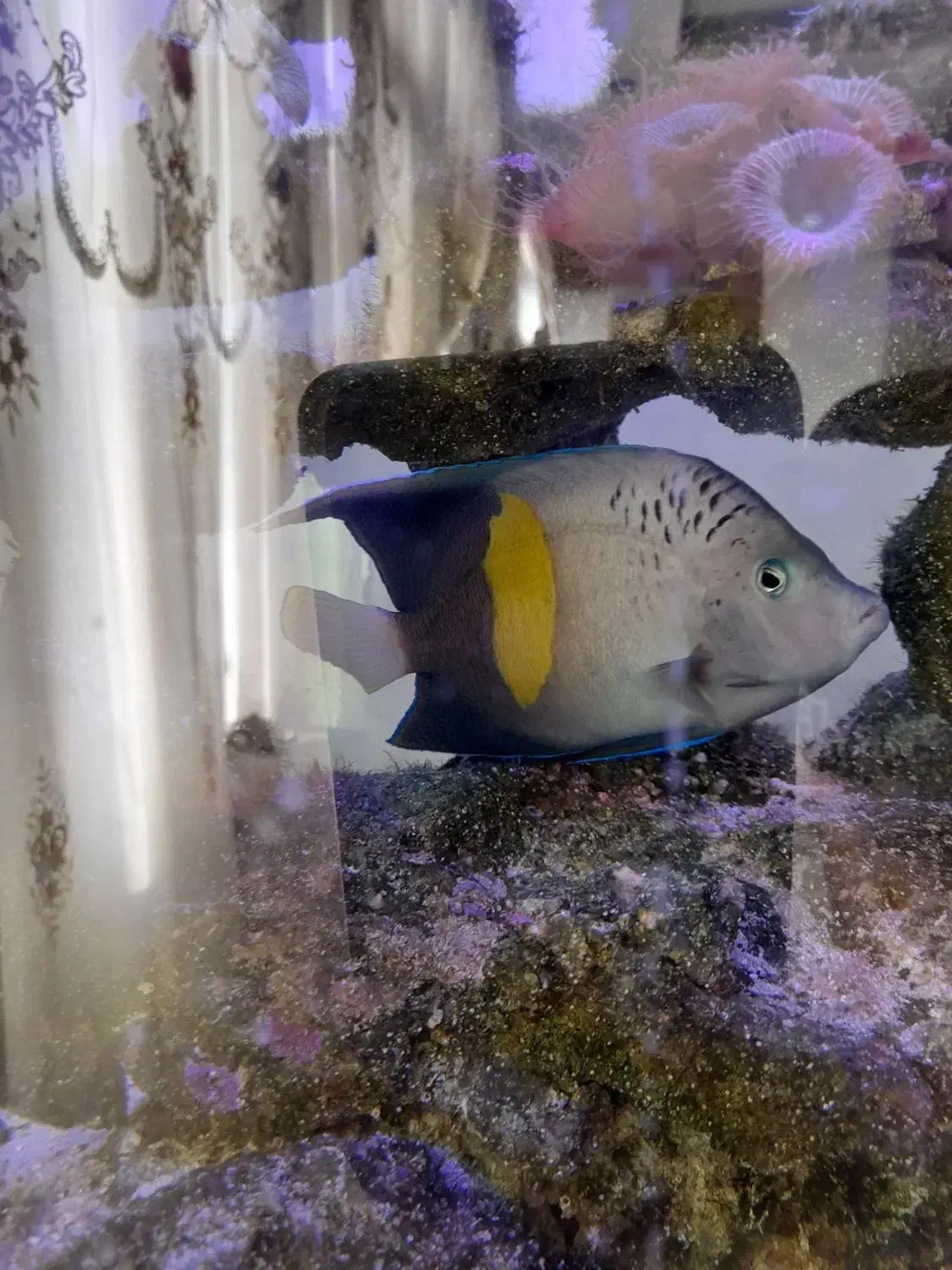 فرشته خجالتی عمان مخصوص آب شور سایز بزرگ|ماهی|اندیشه, اندیشه فاز ۵|دیوار