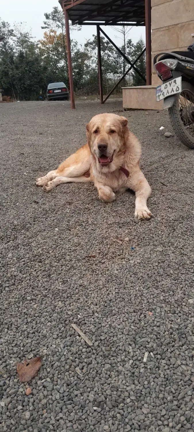 دوعدد نر سرابی|سگ|تبریز, |دیوار