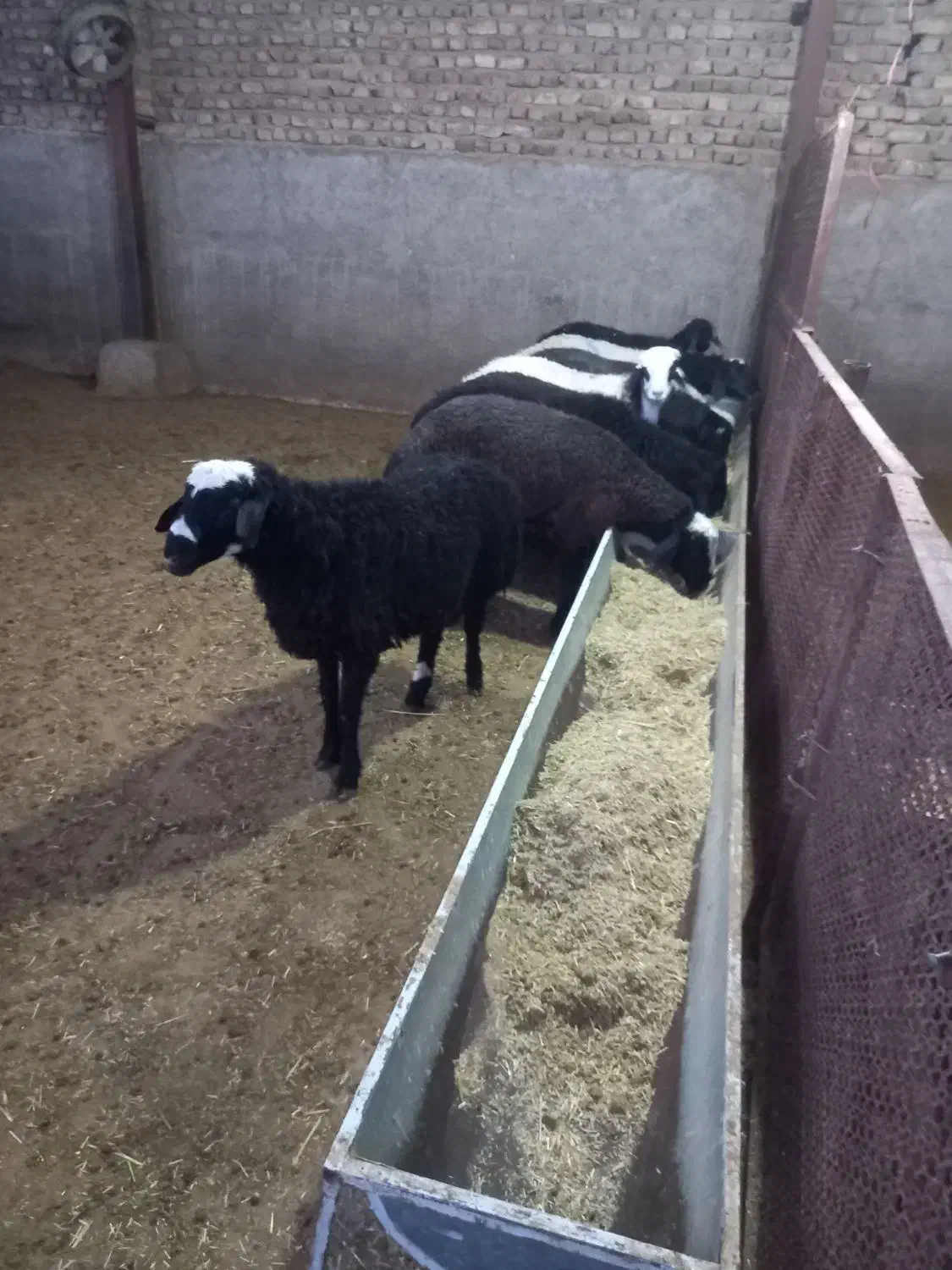 گوسفندزنده|حیوانات مزرعه|کهریزک, |دیوار