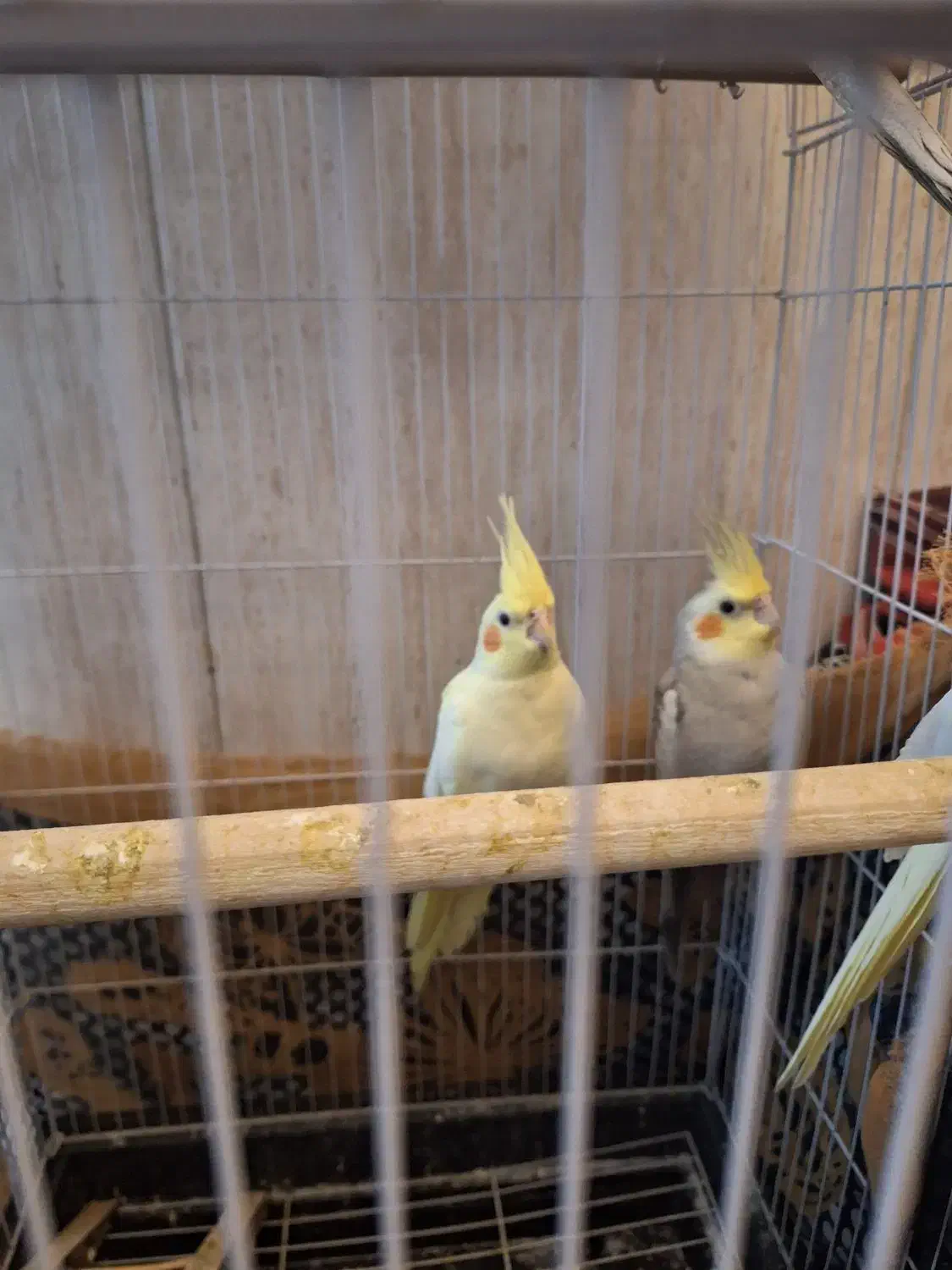 عروس هلندی|پرنده|پاکدشت, حصار امیر|دیوار