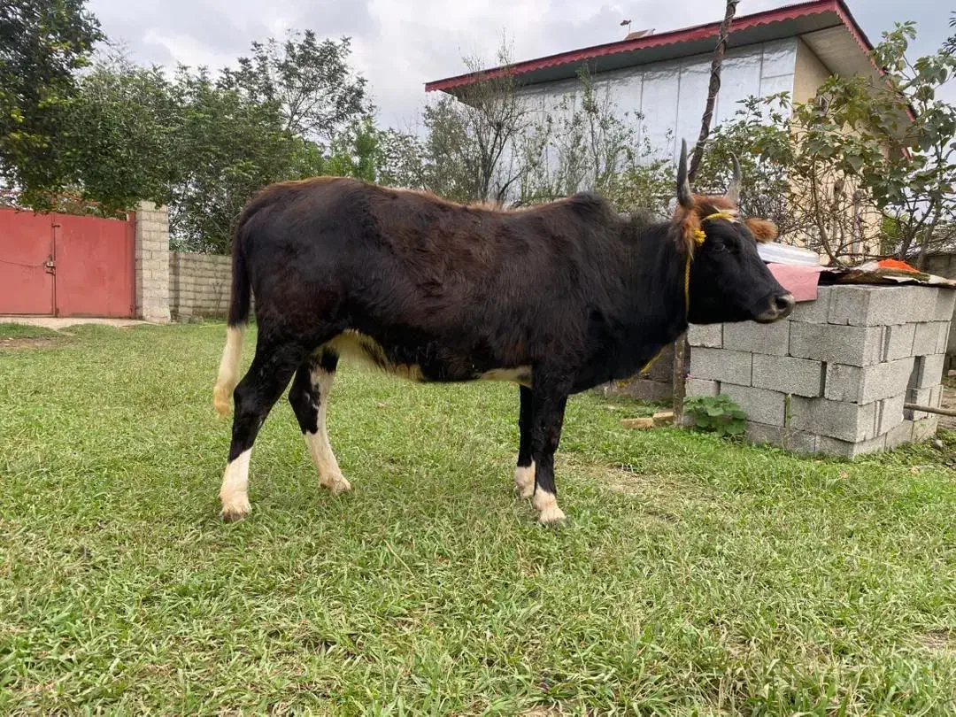 دو گاو شکم دار لوکس ودرجه یک برای خانه دار یا کاسب|حیوانات مزرعه|گوراب زرمیخ, |دیوار