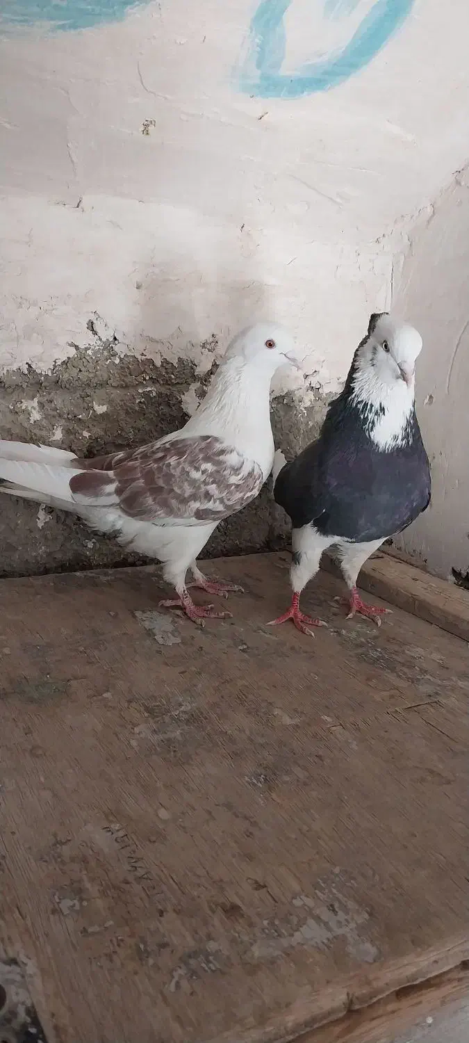 ۴تا کفتر تهرانی فقلاده|پرنده|نمین, |دیوار