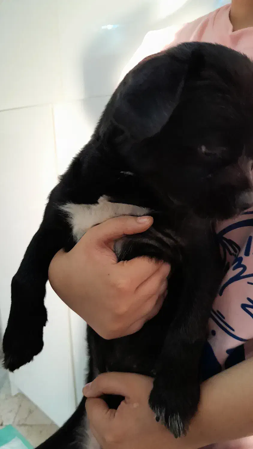 گمشده|حیوانات|تهران, حکیمیه|دیوار