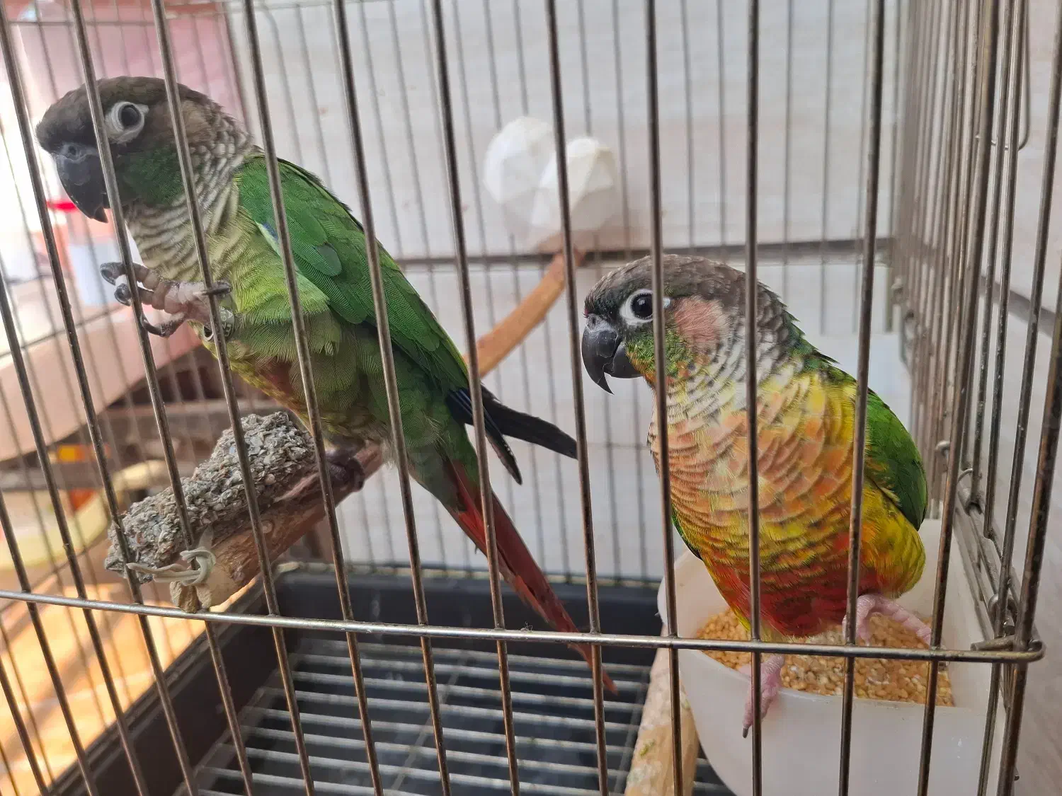 طوطی گرینچیک|پرنده|کرج, شاهین‌ویلا|دیوار