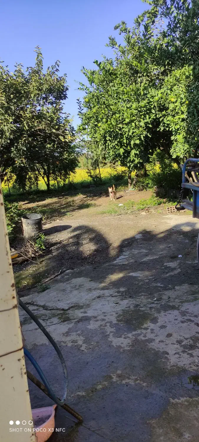 سگ پاکوتاه|سگ|گرگان, |دیوار