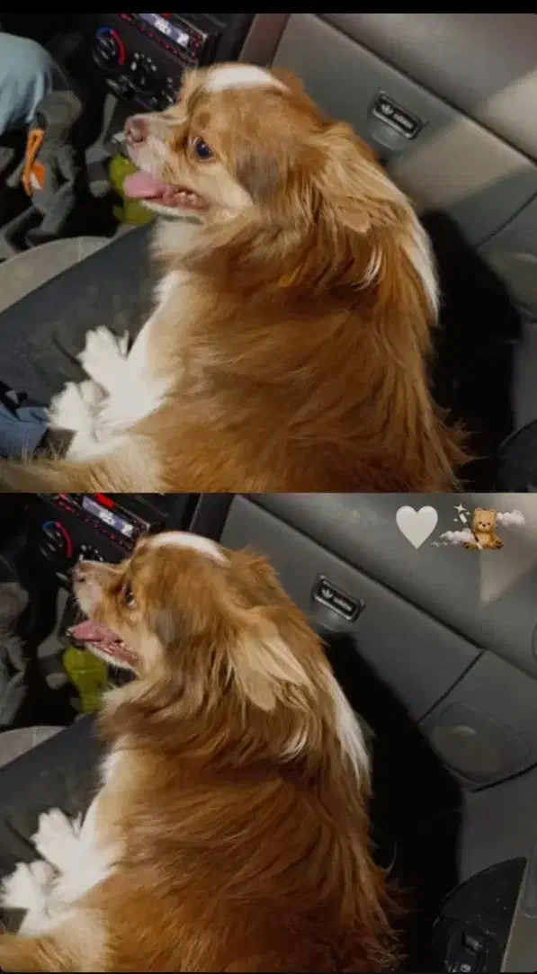 سگ فروشی|سگ|اسلامشهر, شهرک مهدیه|دیوار