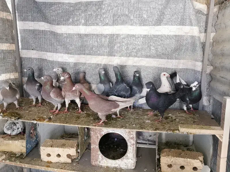 کبوتر پلاکی شهری بهبهونی|پرنده|شیراز, دشت چنار|دیوار