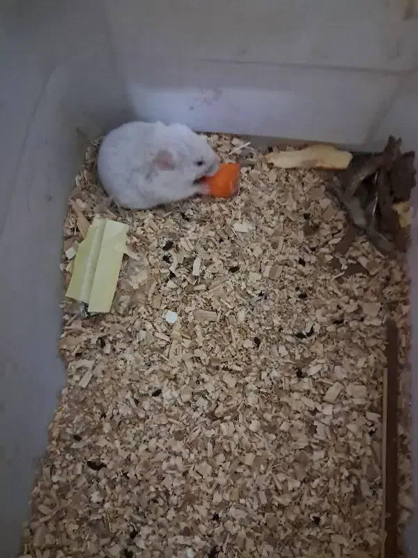 فروش یک عدد همستر|موش و خرگوش|یزد, |دیوار