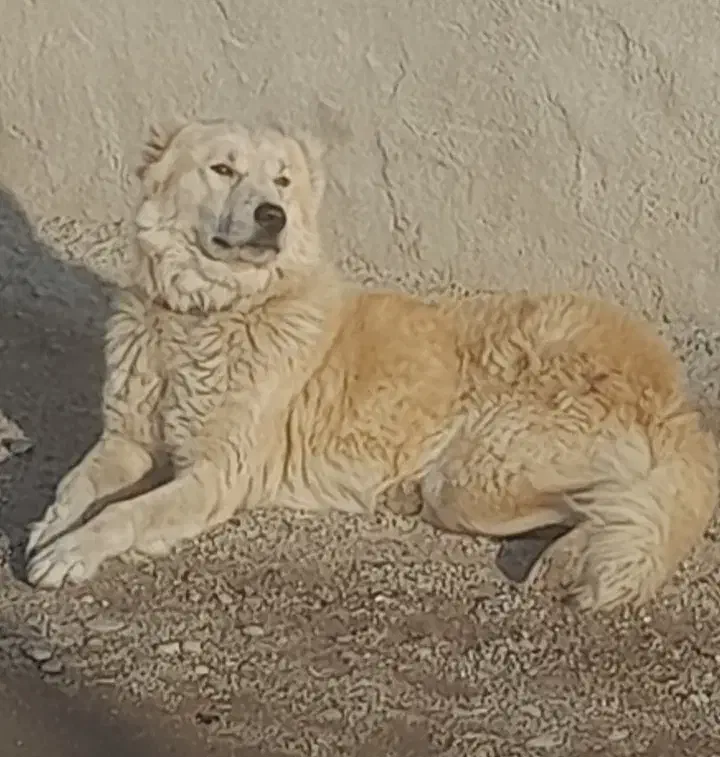 سگ گله معاوضه با سگ نگهبان|سگ|کشاورز, |دیوار