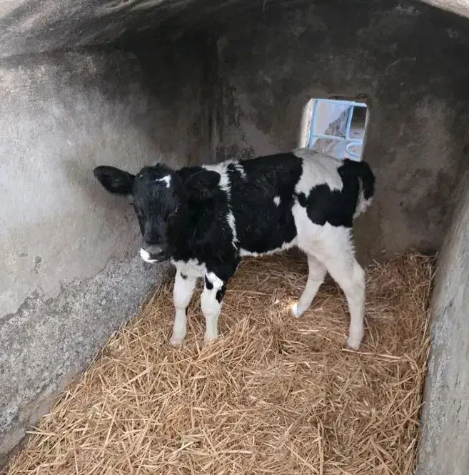 سه راس گوساله نر آمریکایی|حیوانات مزرعه|سیوان, |دیوار