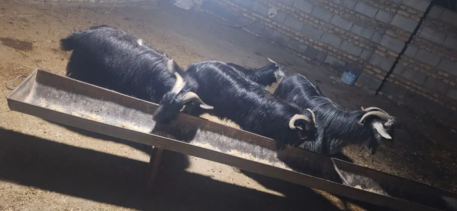 نر بز محلی|حیوانات مزرعه|گرگان, |دیوار