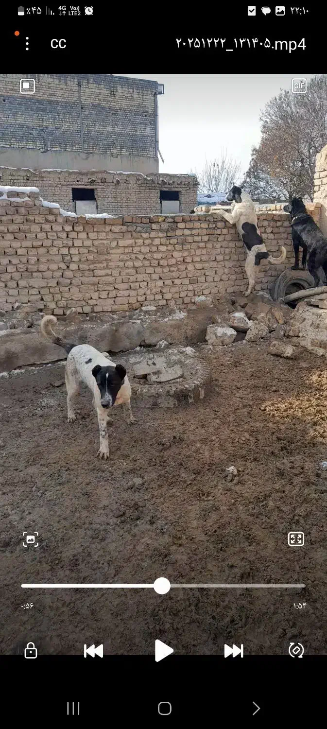 فروش حیوان|سگ|معصومیه, |دیوار