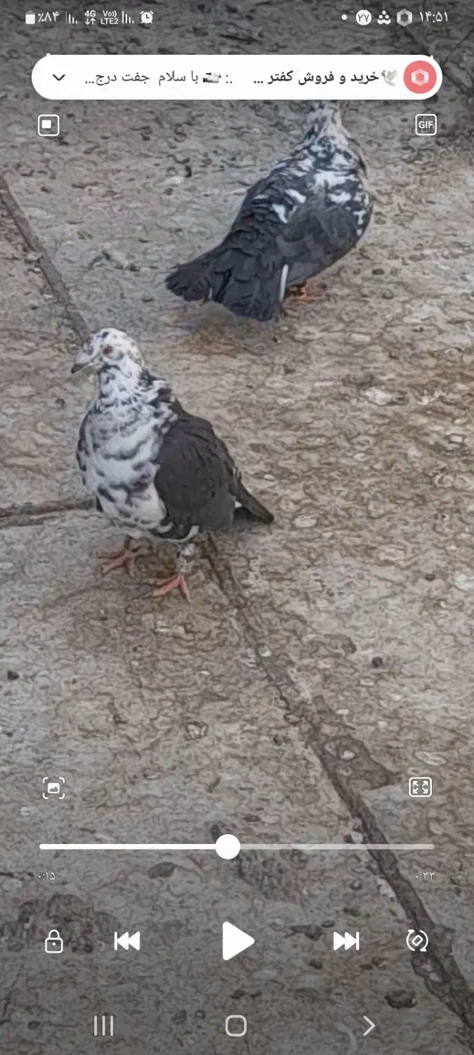 کبوتر عقابی سینه سفید یا بزک|پرنده|خواف, |دیوار