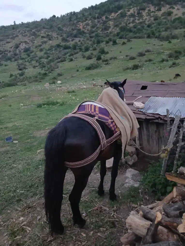 اسب|اسب و تجهیزات اسب‌سواری|قائم‌شهر, |دیوار