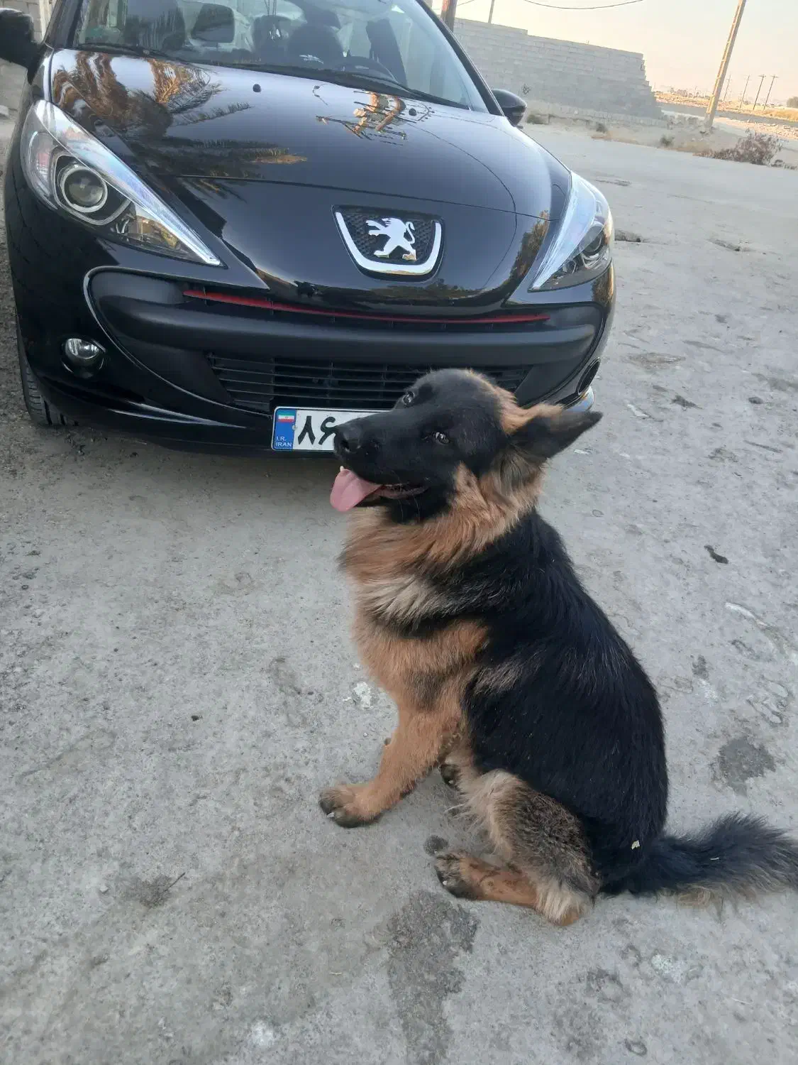 سگ گمشده|سگ|رامهرمز, |دیوار