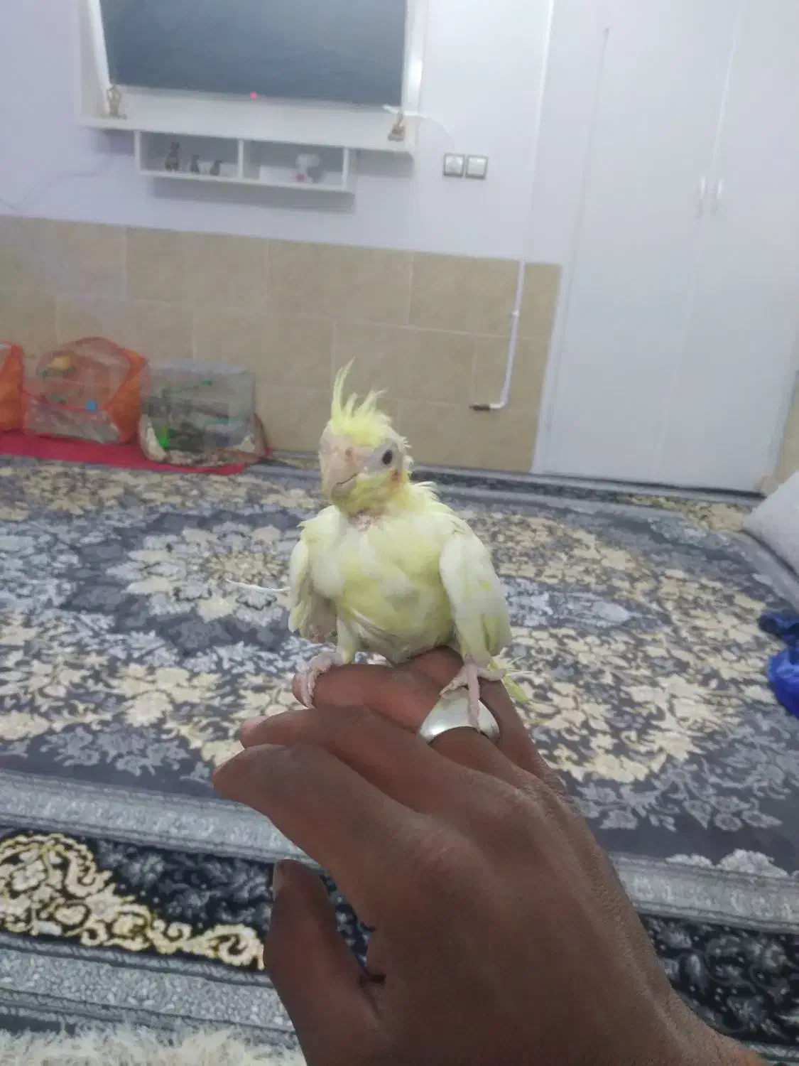 جوجه عروس کاشمر|پرنده|کاشمر, |دیوار