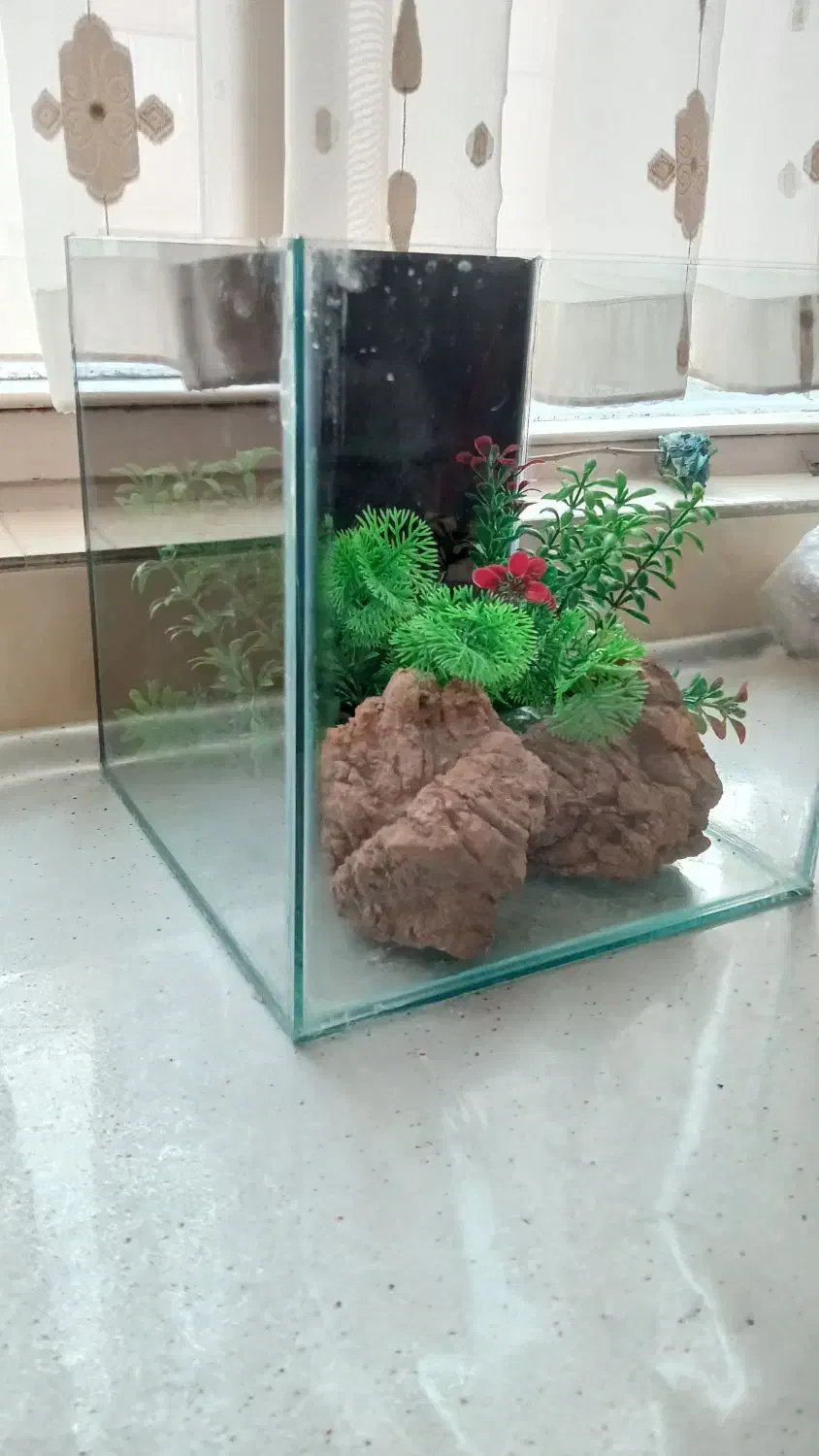 آکواریوم|ماهی|پاکدشت, پاکدشت (مامازند)|دیوار